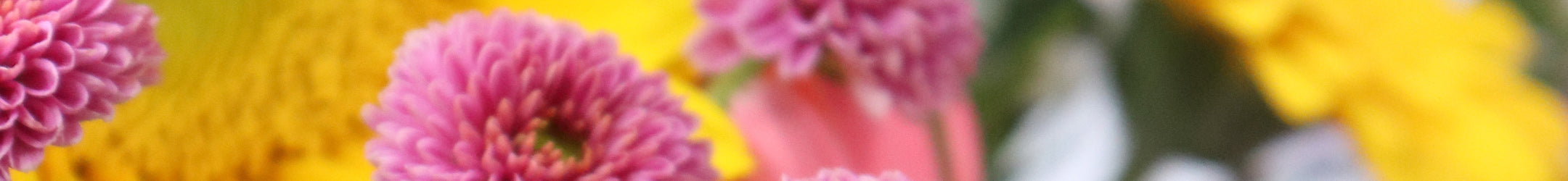 Colourful flowers