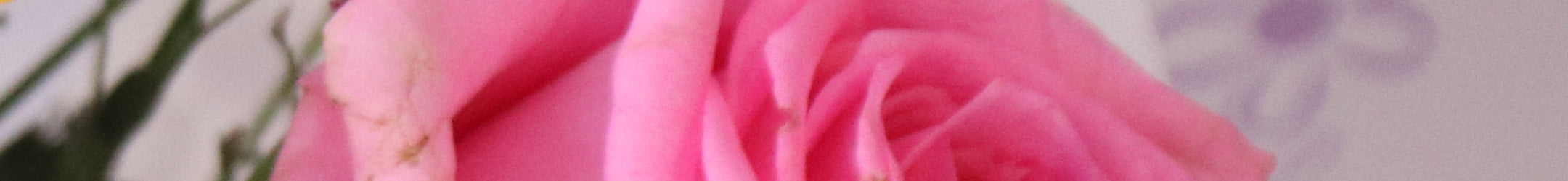 Beautiful pink rose
