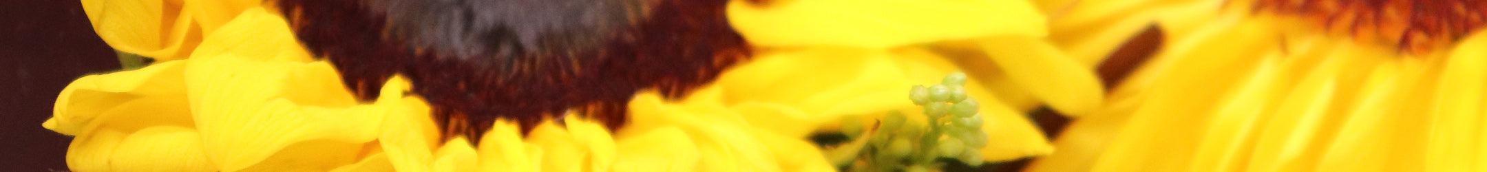 Bright yellow sunflowers