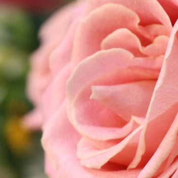 Beautiful flower arrangement of roses